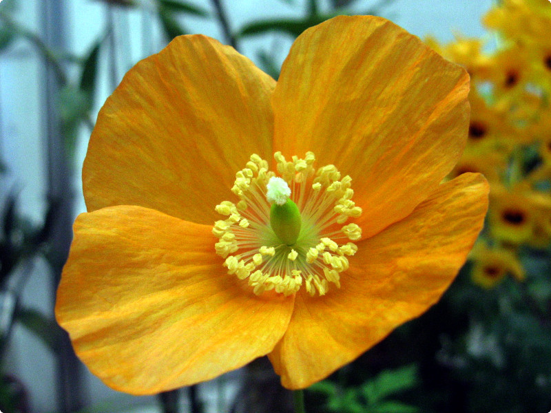 Papaver cambricum