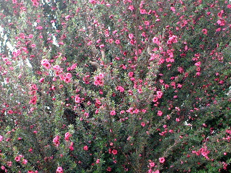 ギョリュウバイ Leptospermum Scoparium かぎけん花図鑑