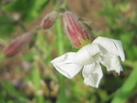 Silene alba