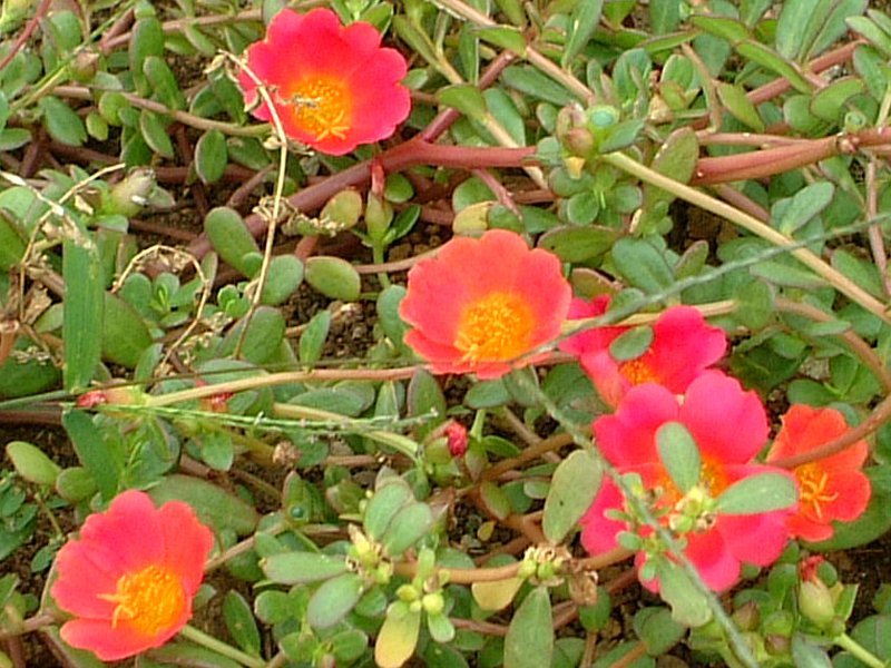 Portulaca grandiflora