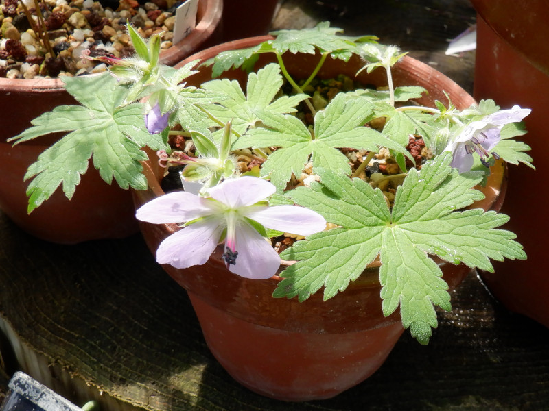 Geranium erianthum