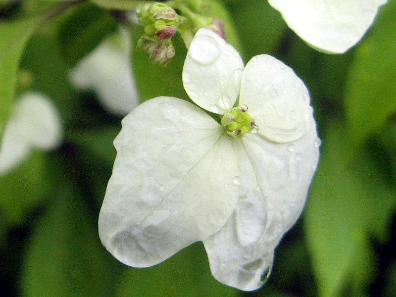 Hydrangea scandens