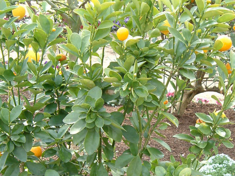 Kumquat