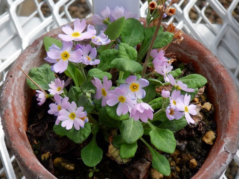 富15.日本の高山に咲く可憐なピンクの花🌺雪割小桜【富山県中央植物園】 かぎけん花日記