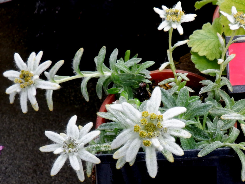 富5.千島住まいのエーデルワイス🌼富山県中央植物園