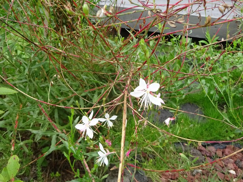 山桃草 Oenothera Lindheimeri 科技研花图画书