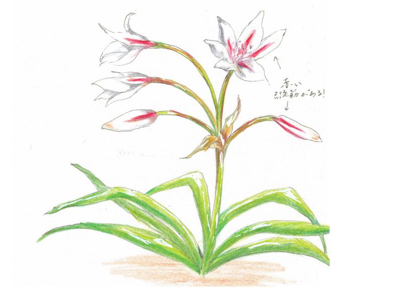 Crinum latifolium