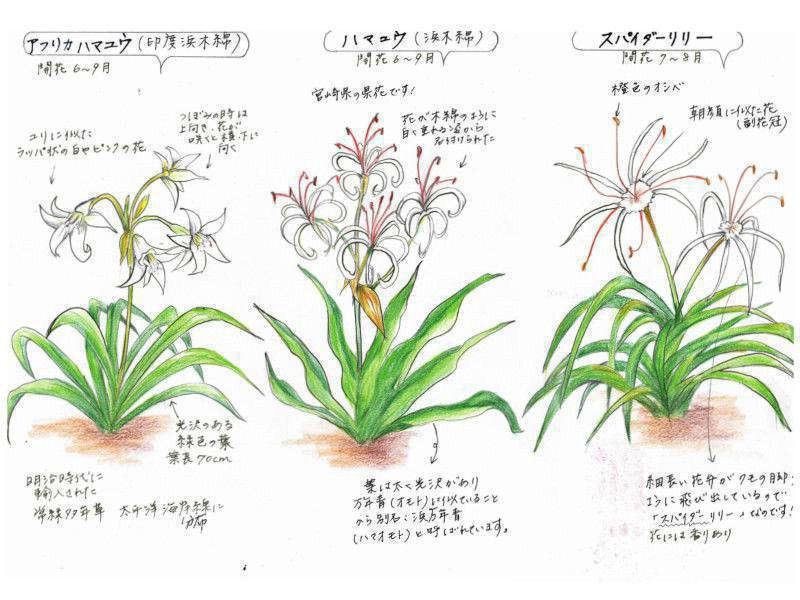 ハマユウ　浜木綿　ハマオモト　観葉植物