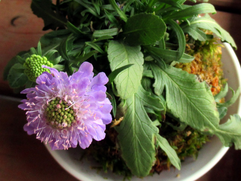 マツムシソウ Scabiosa Japonica かぎけん花図鑑