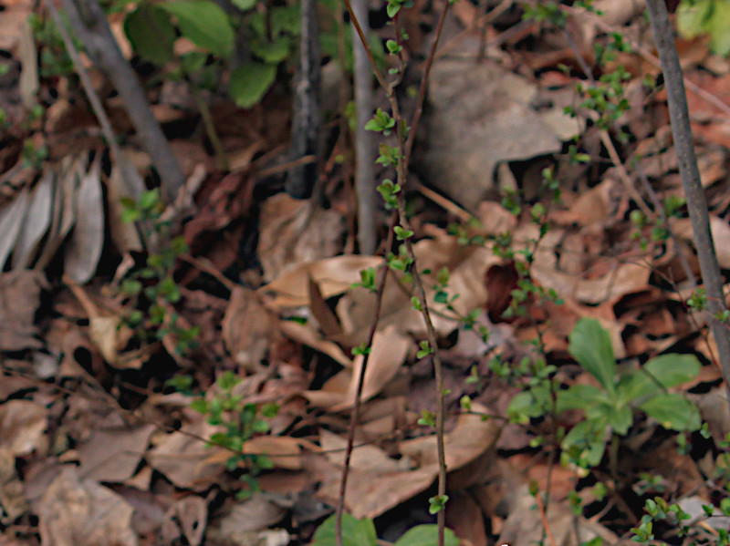 Bridalwreath spirea