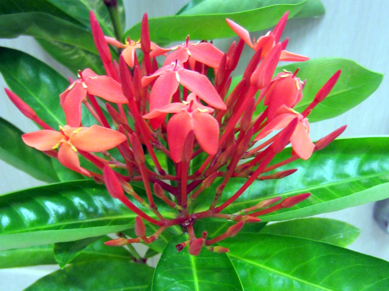 Ixora duffii