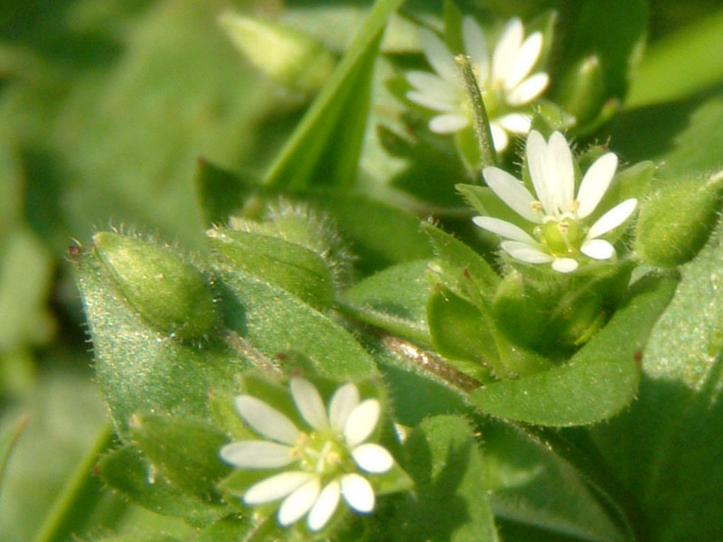 Stellaria neglecta