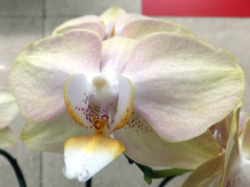 Moth orchid