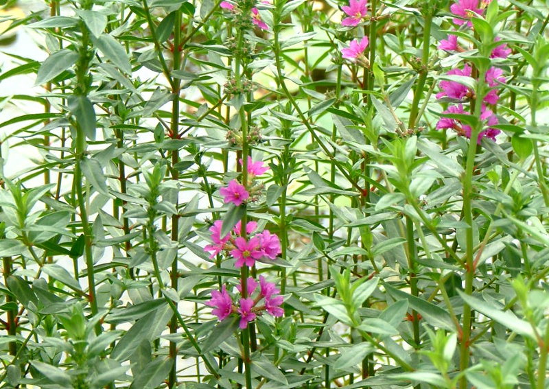 Lythrum anceps