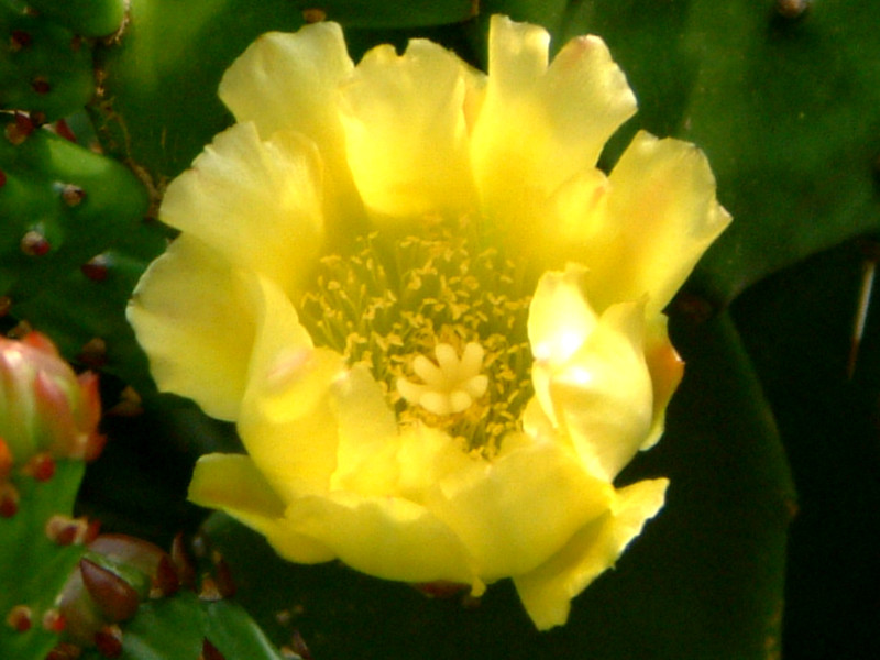 ウチワサボテン Opuntia Ficus Indhica かぎけん花図鑑