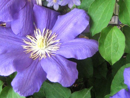 Clematis