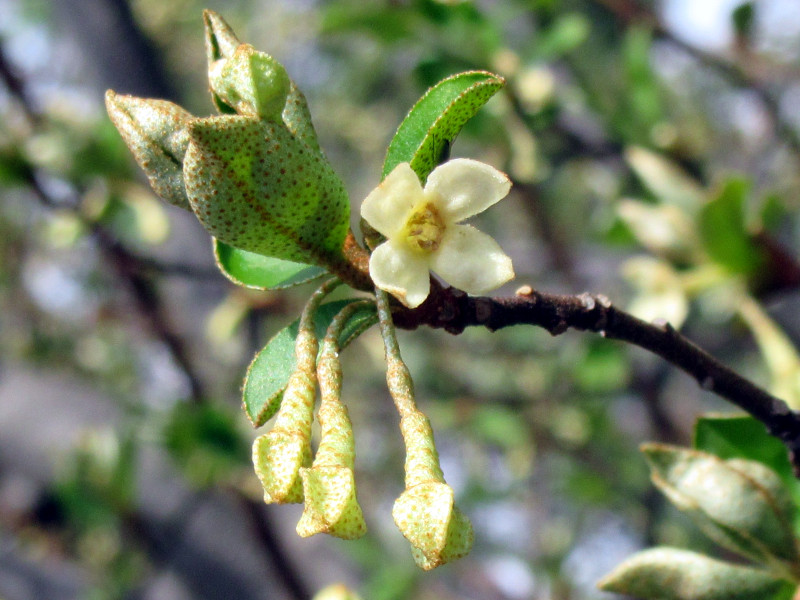 Image of Elaeagnus multiflora flowers cluster