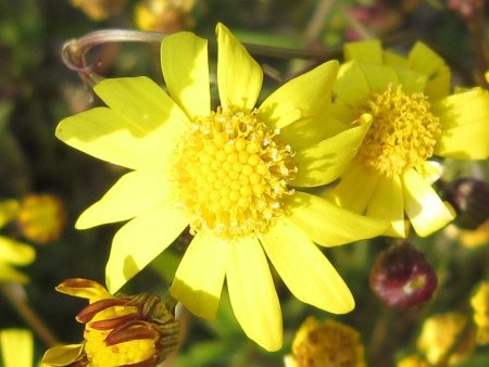 Coreopsis tinctoria