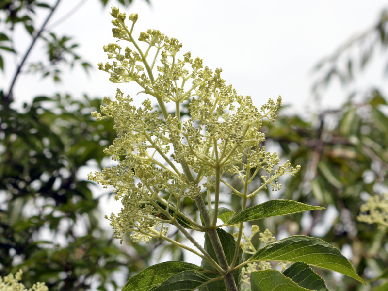 Japanese Flowering Ash