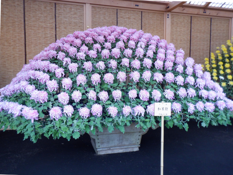 杭白菊 紅葉狩 Chrysanthemum Morifolium Momijigari 科技研花图画书