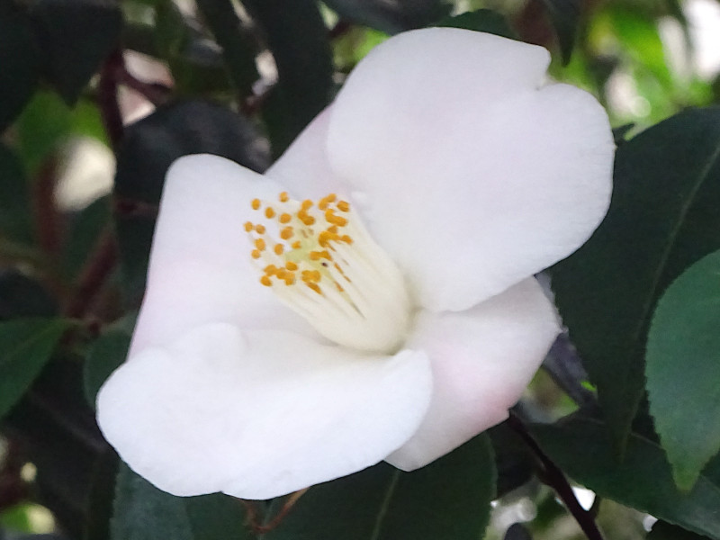 Camellia 'Shiro hagoromo'