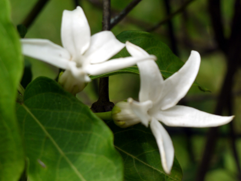 Jasminanthes mucronata