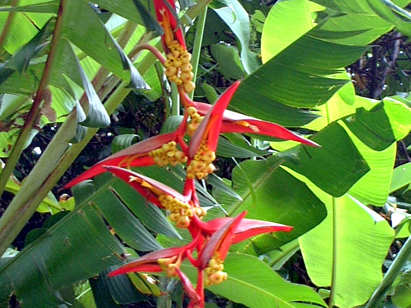 Heliconia collinsiana