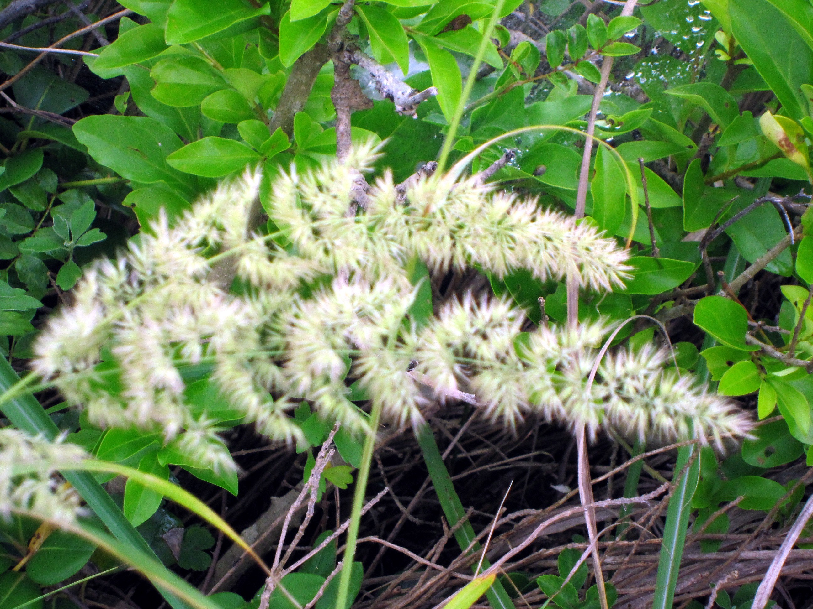 Calamagrostis epigejos