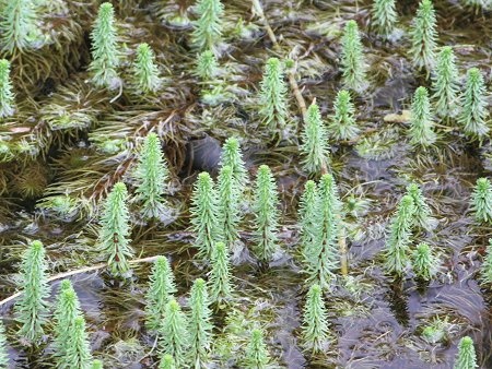 Common Mare's Tail