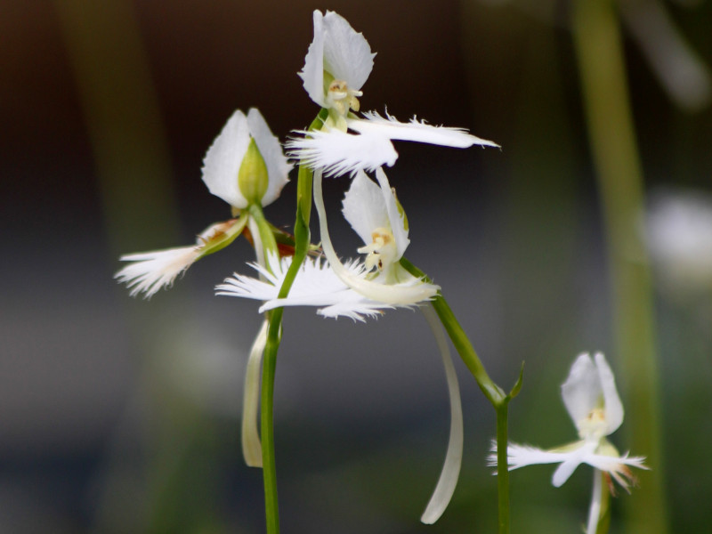 White Egret Flower