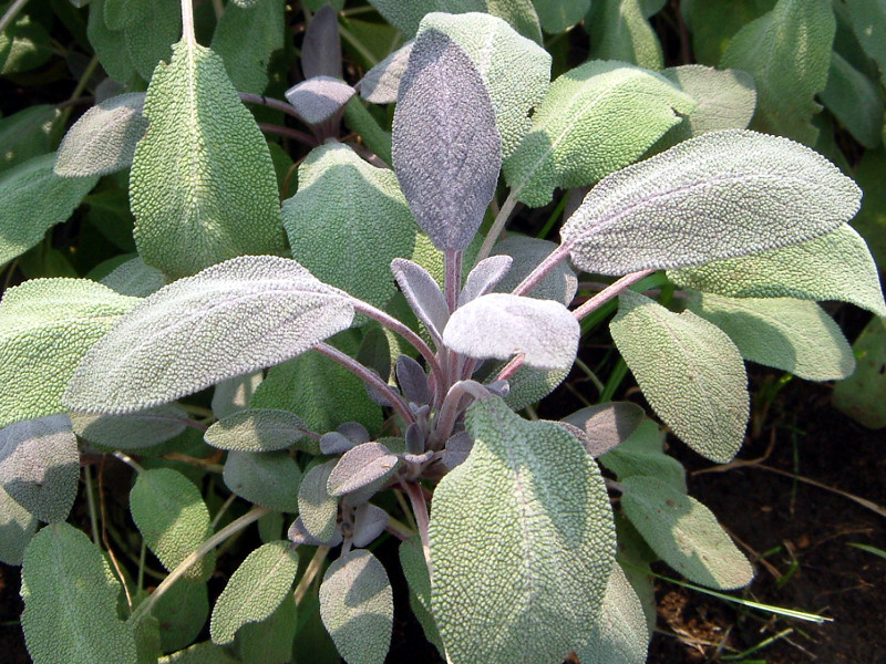 Salvia officinalis 'purpurascens'