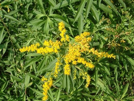 Giant goldenrod