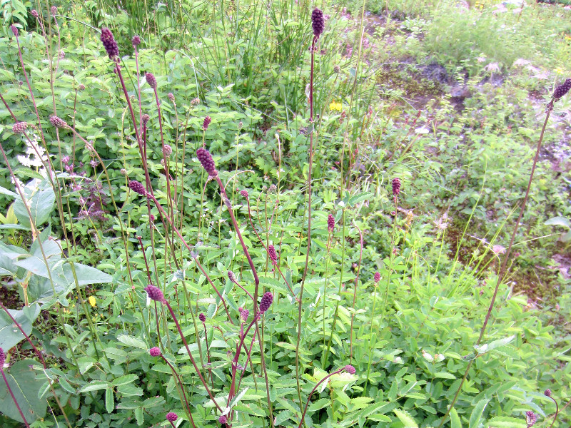 地榆 Sanguisorba Officinalis 科技研花图画书