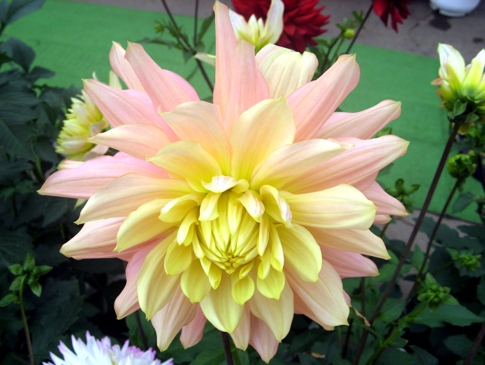 Dahlia