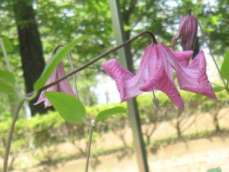 Clematis