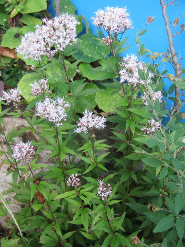 Eupatorium japonicum