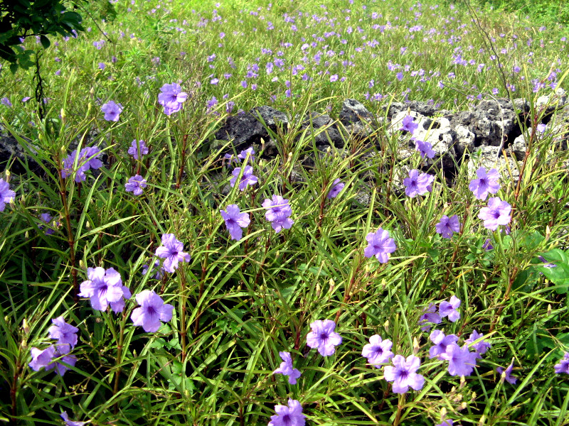 Ruellia simplex