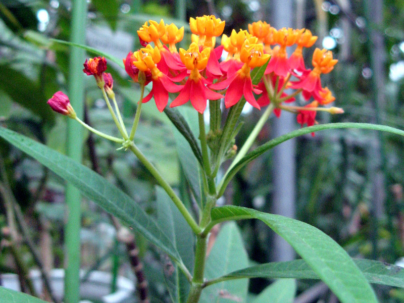 アスクレピアス | Asclepias curassavica | かぎけん花図鑑