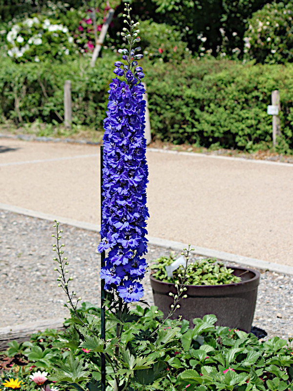 Delphinium lark spur