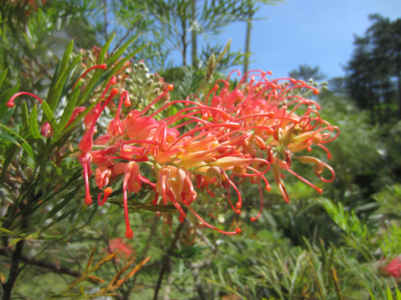 Grevillea banksii