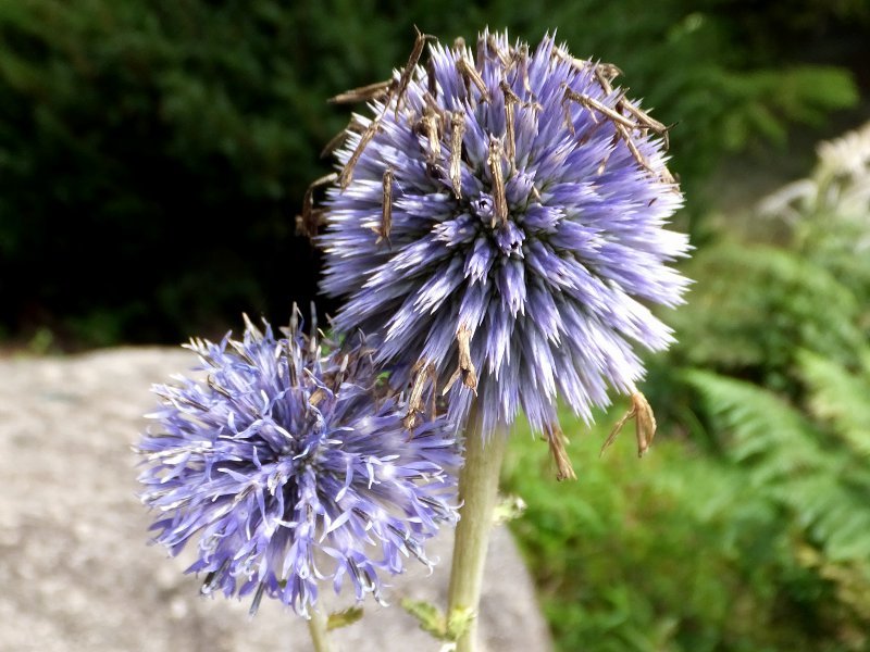 Echinops setifer