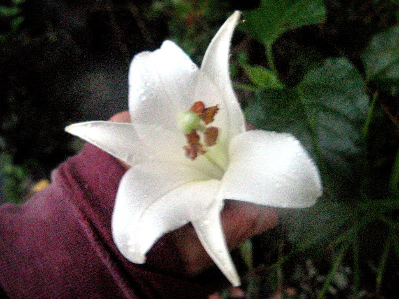 シンテッポウユリ Lilium X Formolongo かぎけん花図鑑