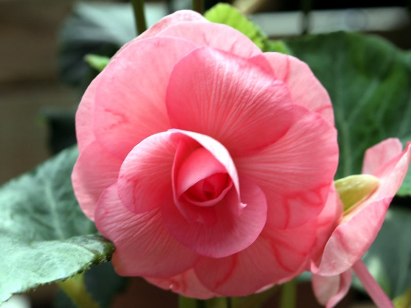  Begonia tuberhybrida