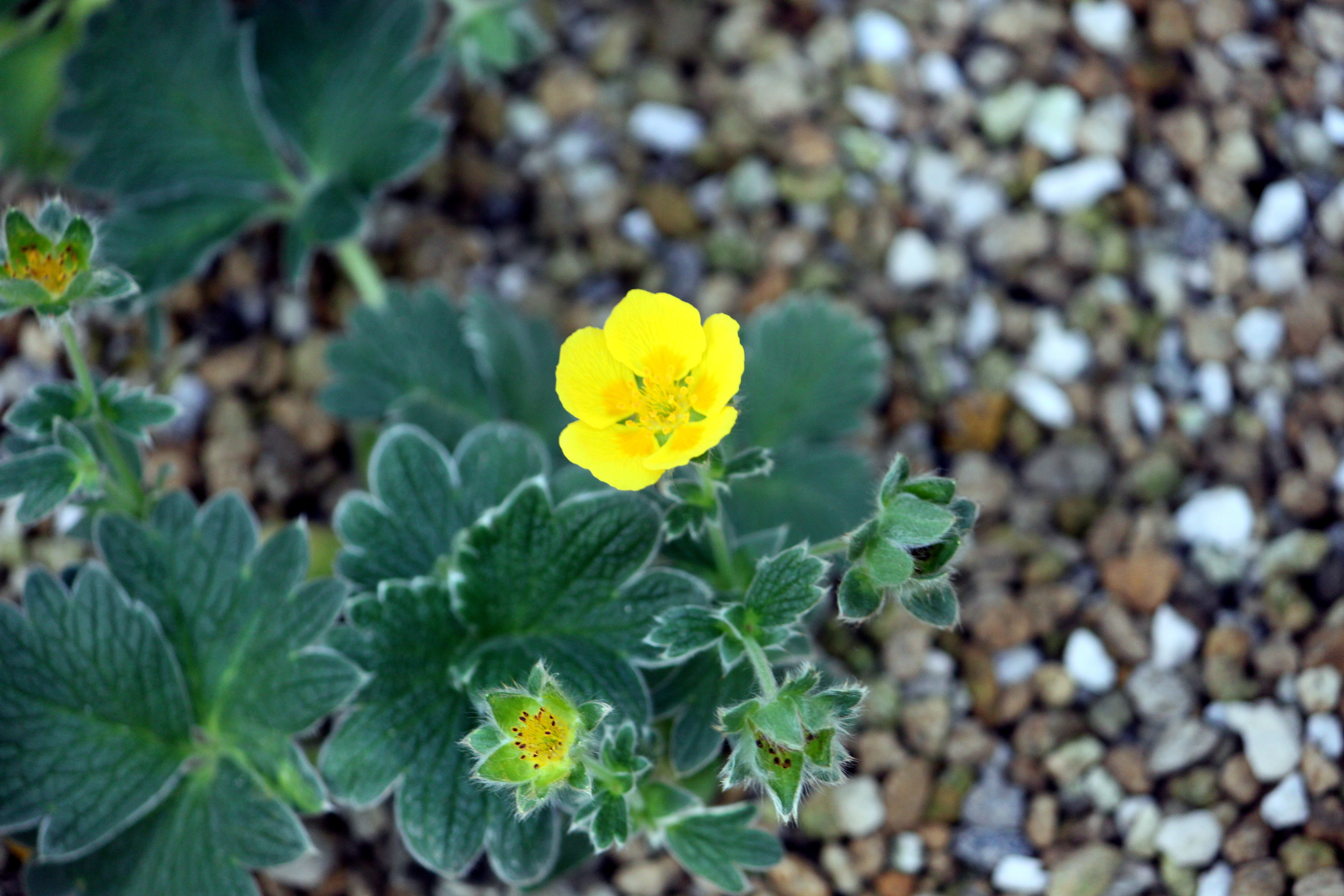 Potentilla megalantha