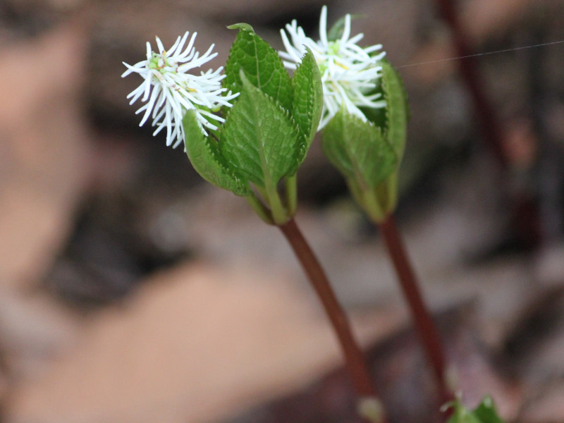 ヒトリシズカ Chloranthus Japonicus かぎけん花図鑑