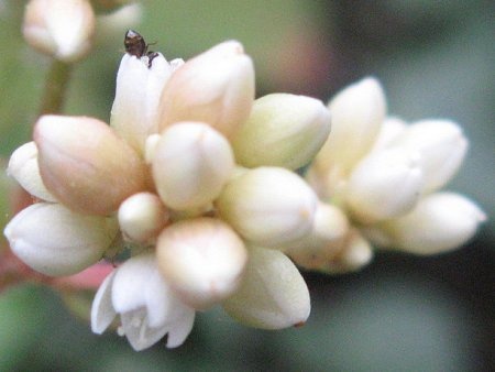 Persicaria chinensis