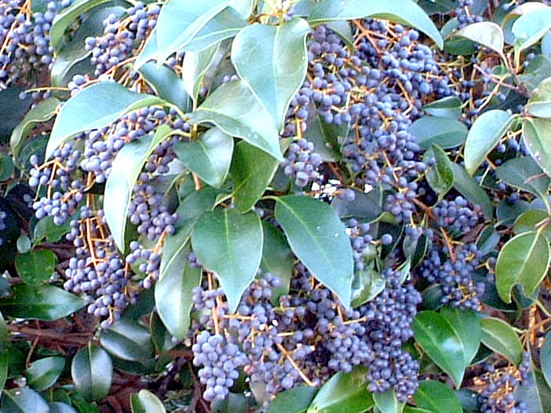 Chinese privet