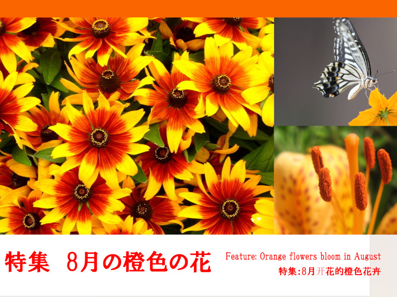 Feature: Orange flowers bloom in August