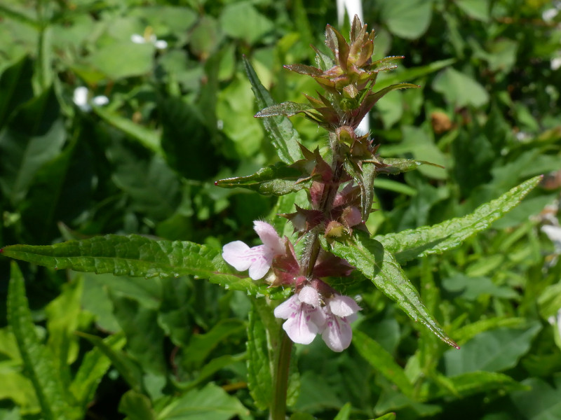 Stachys aspera var. hispidula