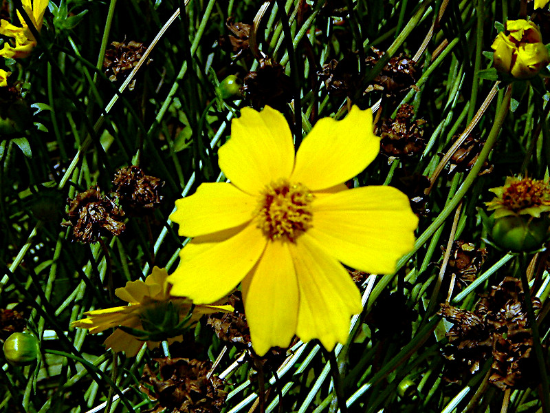 Coreopsis lanceolata